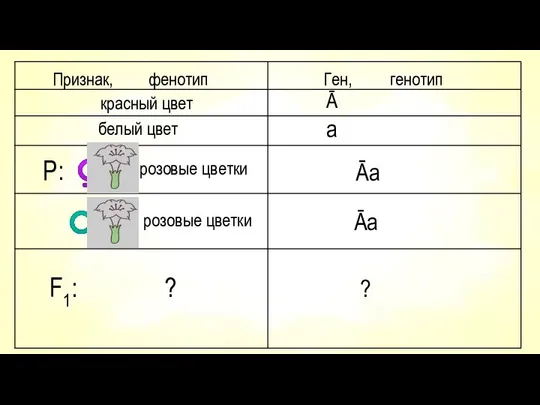 Признак, фенотип Ген, генотип красный цвет Ā белый цвет а розовые