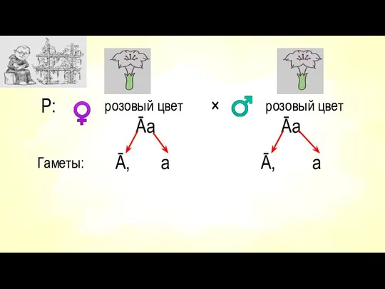 Р: розовый цвет Āа × розовый цвет Āа Гаметы: Ā, а Ā, а ♀ ♂