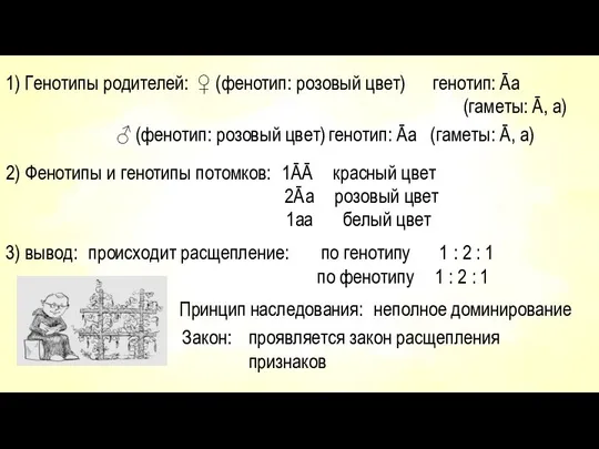 1) Генотипы родителей: ♀ (фенотип: розовый цвет) генотип: Āа (гаметы: Ā,