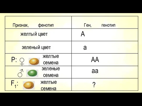 Признак, фенотип Ген, генотип желтый цвет А зеленый цвет а желтые