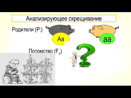 Анализирующее скрещивание Родители (Р:) Потомство (F1) Аа аа