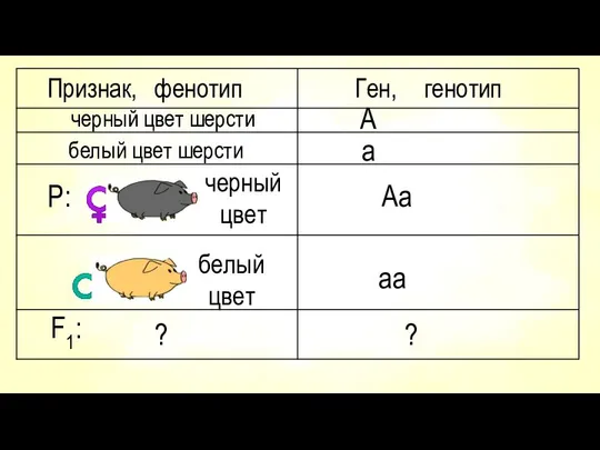 Признак, фенотип Ген, генотип черный цвет шерсти А белый цвет шерсти