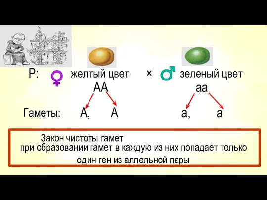 Р: желтый цвет AA × зеленый цвет аа Гаметы: А, А