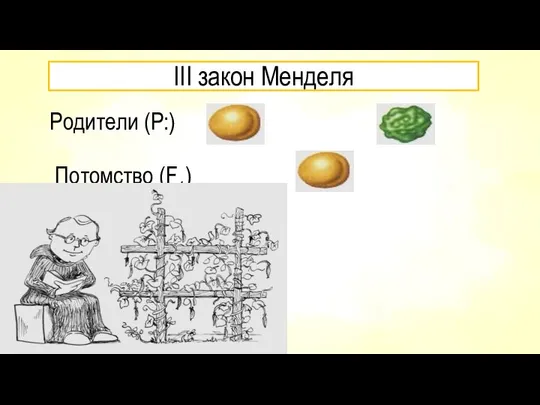 III закон Менделя Родители (Р:) Потомство (F1)