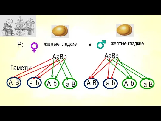 Р: желтые гладкие АaBb × желтые гладкие AaBb Гаметы: А B