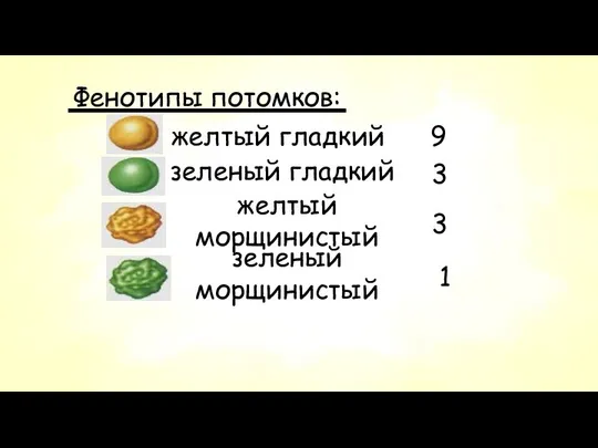 Фенотипы потомков: желтый гладкий 9 зеленый гладкий 3 желтый морщинистый 3 зеленый морщинистый 1