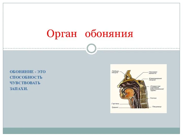 ОБОНЯНИЕ - ЭТО СПОСОБНОСТЬ ЧУВСТВОВАТЬ ЗАПАХИ. Орган обоняния