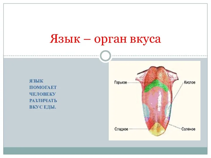 ЯЗЫК ПОМОГАЕТ ЧЕЛОВЕКУ РАЗЛИЧАТЬ ВКУС ЕДЫ. Язык – орган вкуса
