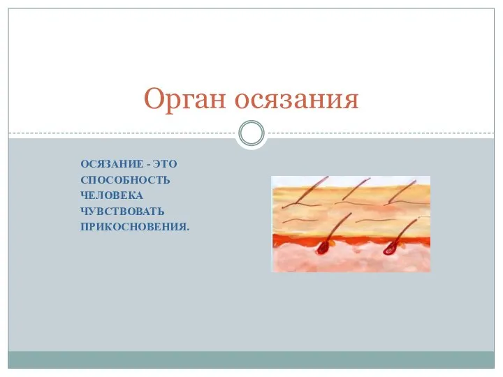 ОСЯЗАНИЕ - ЭТО СПОСОБНОСТЬ ЧЕЛОВЕКА ЧУВСТВОВАТЬ ПРИКОСНОВЕНИЯ. Орган осязания