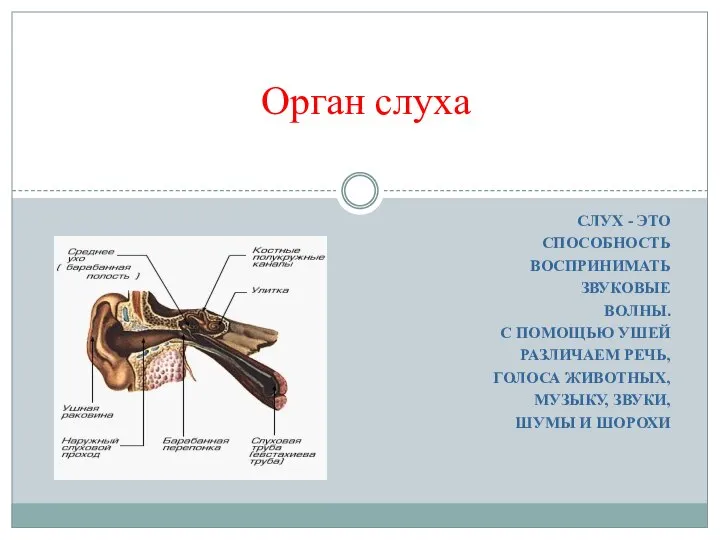 СЛУХ - ЭТО СПОСОБНОСТЬ ВОСПРИНИМАТЬ ЗВУКОВЫЕ ВОЛНЫ. С ПОМОЩЬЮ УШЕЙ РАЗЛИЧАЕМ