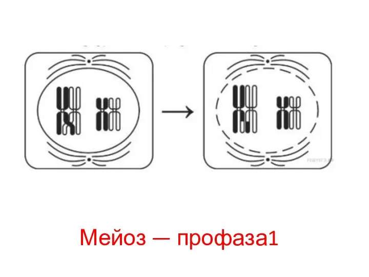 Мейоз — про​фа​за1