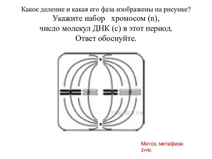 Какое деление и какая его фаза изображены на рисунке? Укажите набор