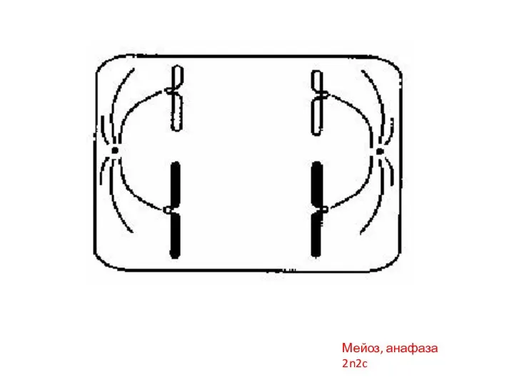 Мейоз, анафаза 2n2c