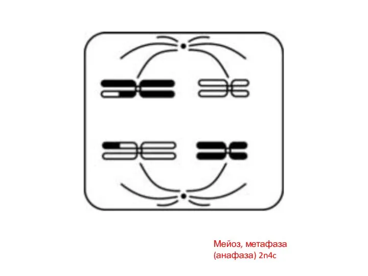 Мейоз, метафаза (анафаза) 2n4c