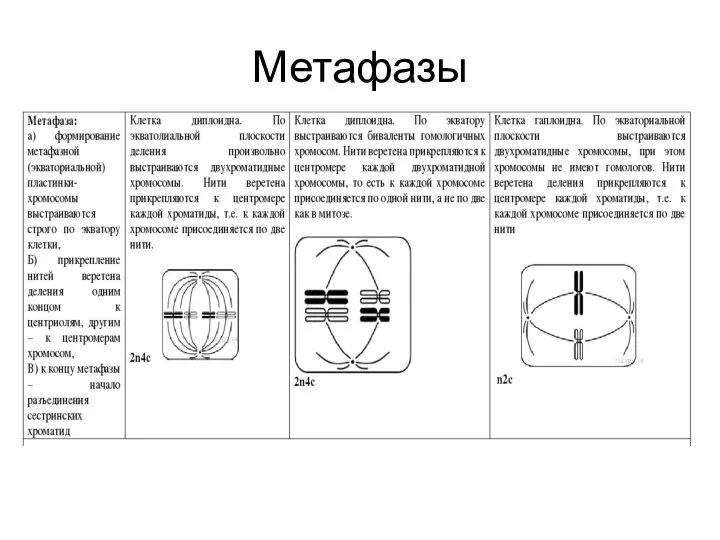 Метафазы