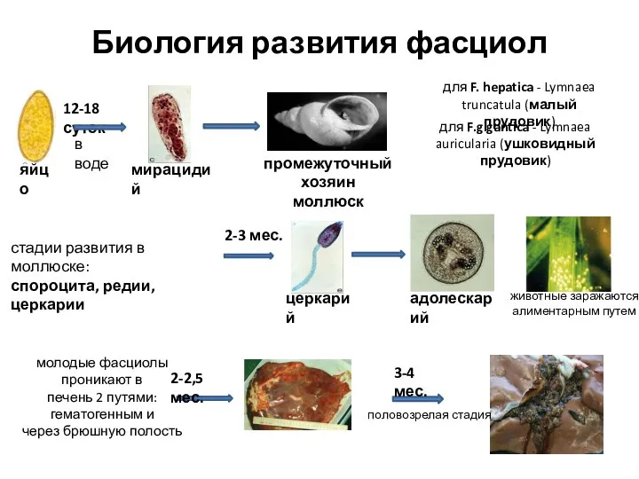 Биология развития фасциол яйцо 12-18 суток в воде мирацидий промежуточный хозяин