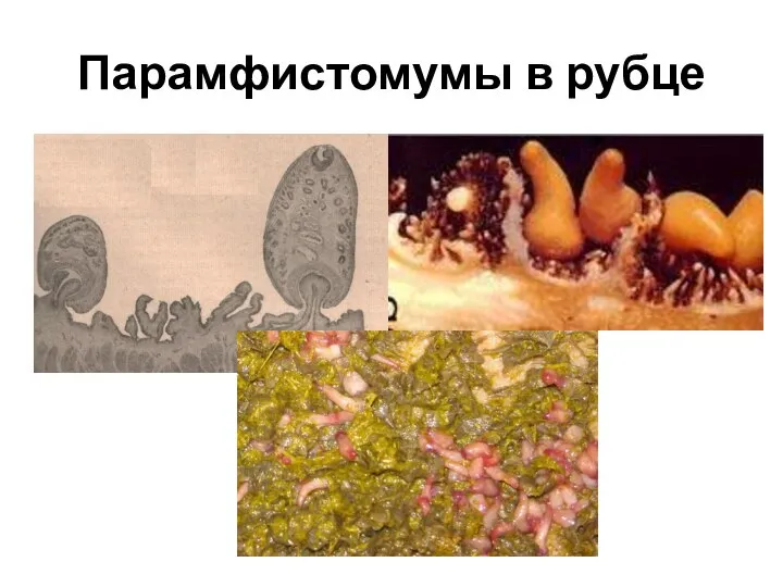 Парамфистомумы в рубце