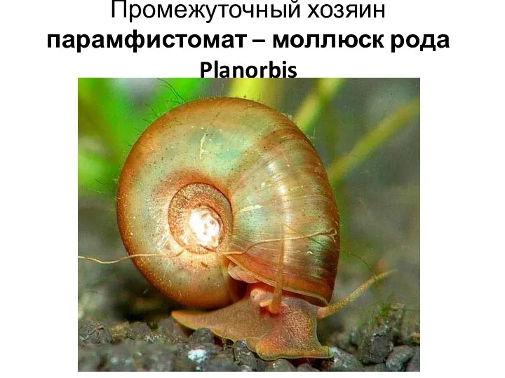 Промежуточный хозяин парамфистомат – моллюск рода Planorbis