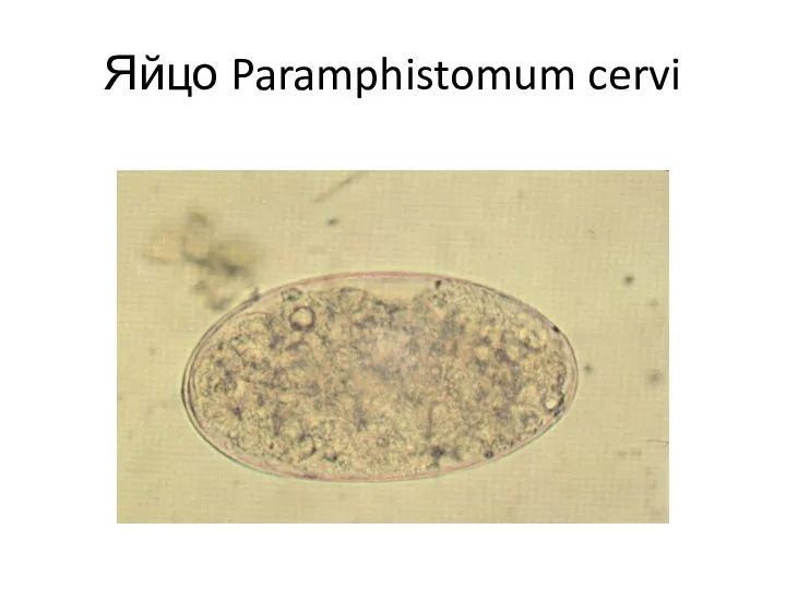 Яйцо Paramphistomum cervi