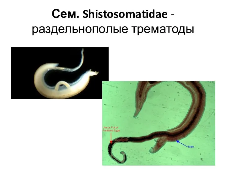 Сем. Shistosomatidae - раздельнополые трематоды