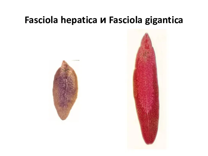 Fasciola hepatica и Fasciola gigantica