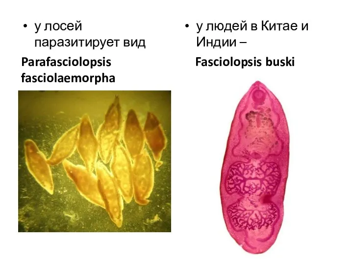 у лосей паразитирует вид Parafasciolopsis fasciolaemorpha у людей в Китае и Индии – Fasciolopsis buski