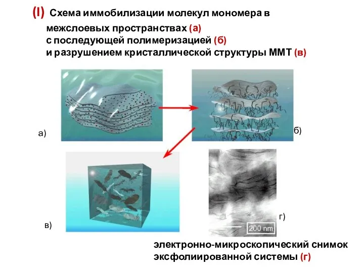 (I) Схема иммобилизации молекул мономера в межслоевых пространствах (а) с последующей