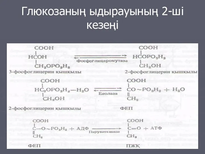 Глюкозаның ыдырауының 2-ші кезеңі