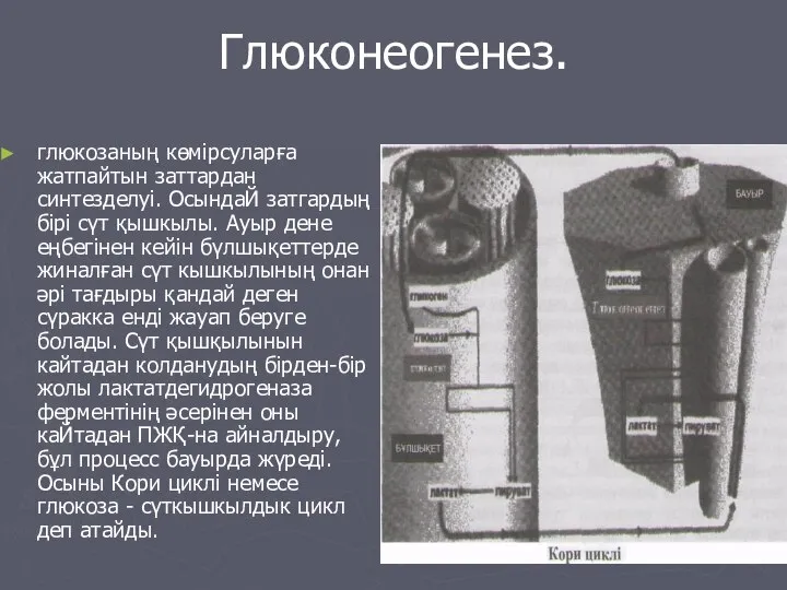 Глюконеогенез. глюкозаның көмірсуларға жатпайтын заттардан синтезделуі. ОсындаЙ затгардың бірі сүт қышкылы.