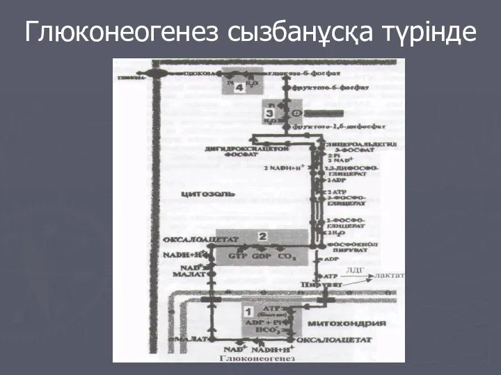 Глюконеогенез сызбанұсқа түрінде