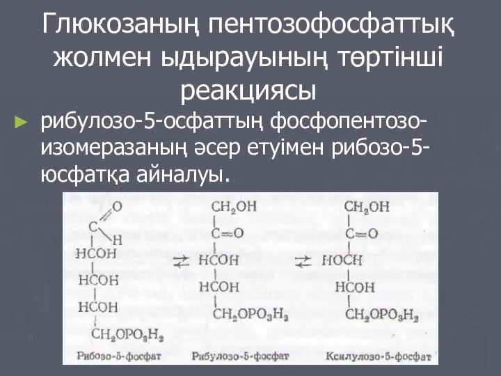 Глюкозаның пентозофосфаттық жолмен ыдырауының төртінші реакциясы рибулозо-5-осфаттың фосфопентозо-изомеразаның әсер етуімен рибозо-5-юсфатқа айналуы.