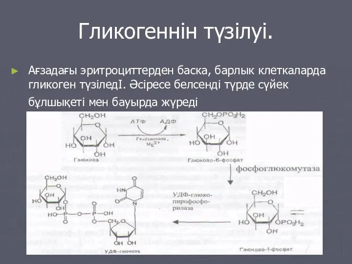 Гликогеннін түзілуі. Ағзадағы эритроциттерден баска, барлык клеткаларда гликоген түзіледІ. Әсіресе белсенді