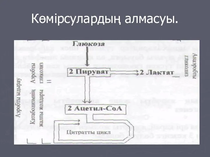 Көмірсулардың алмасуы.