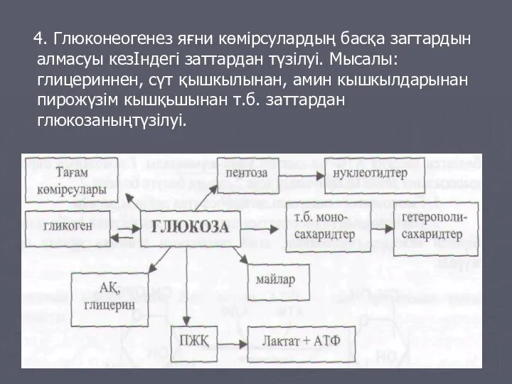 4. Глюконеогенез яғни көмірсулардың басқа загтардын алмасуы кезІндегі заттардан түзілуі. Мысалы: