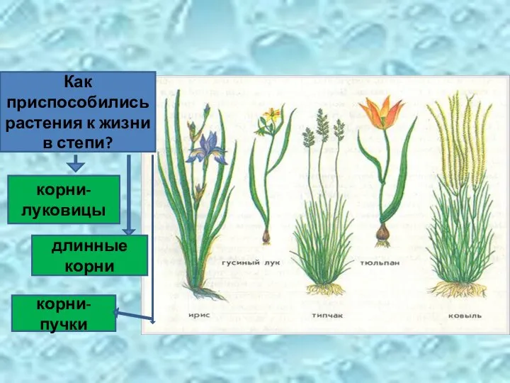 Как приспособились растения к жизни в степи? корни-луковицы корни- пучки длинные корни