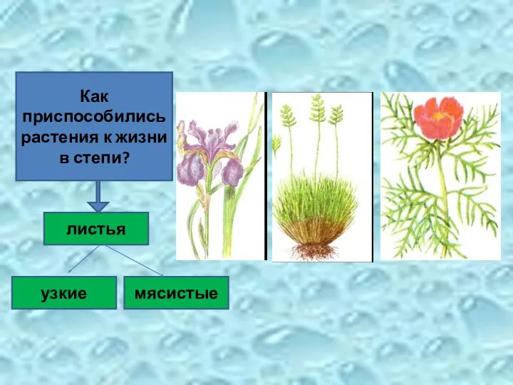 Как приспособились растения к жизни в степи? листья узкие мясистые