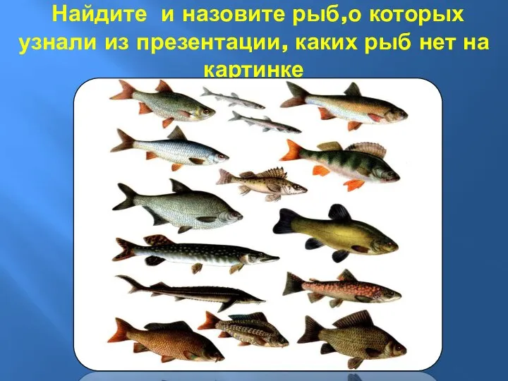 Найдите и назовите рыб,о которых узнали из презентации, каких рыб нет на картинке