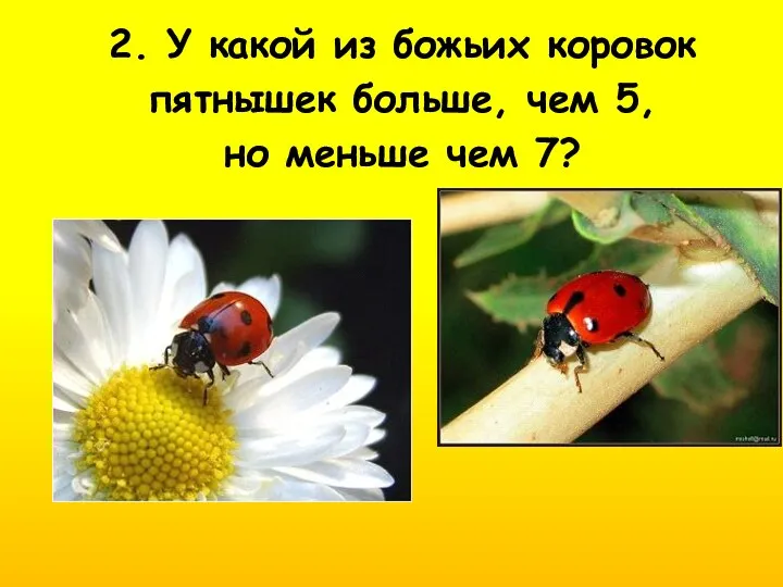 2. У какой из божьих коровок пятнышек больше, чем 5, но меньше чем 7?