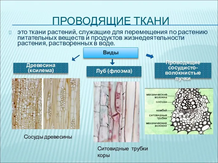 ПРОВОДЯЩИЕ ТКАНИ это ткани растений, служащие для перемещения по растению питательных