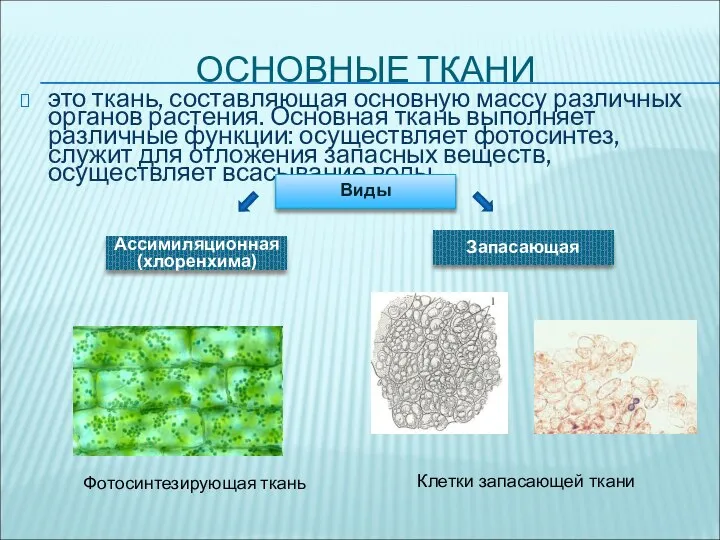 ОСНОВНЫЕ ТКАНИ это ткань, составляющая основную массу различных органов растения. Основная