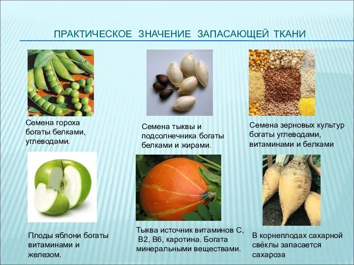 ПРАКТИЧЕСКОЕ ЗНАЧЕНИЕ ЗАПАСАЮЩЕЙ ТКАНИ Семена гороха богаты белками, углеводами. Семена тыквы