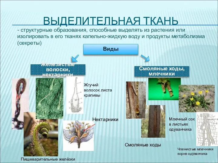 ВЫДЕЛИТЕЛЬНАЯ ТКАНЬ Виды Железистые волоски, нектарники Смоляные ходы, млечники Членистые млечники