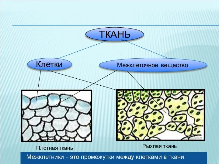 Межклетники – это промежутки между клетками в ткани. Плотная ткань Рыхлая ткань ТКАНЬ Клетки Межклеточное вещество