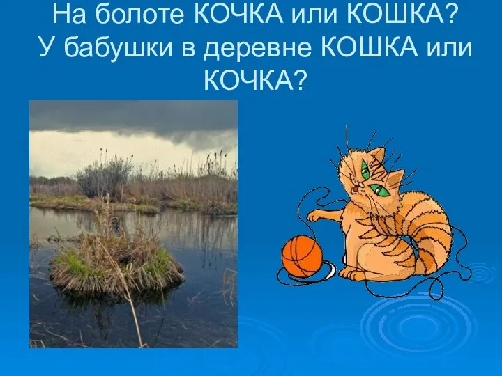 На болоте КОЧКА или КОШКА? У бабушки в деревне КОШКА или КОЧКА?