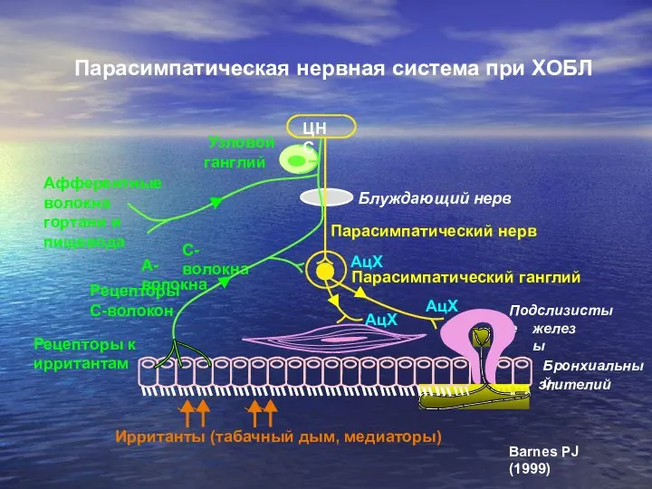 Парасимпатическая нервная система при ХОБЛ Узловой ганглий Афферентные волокна гортани и