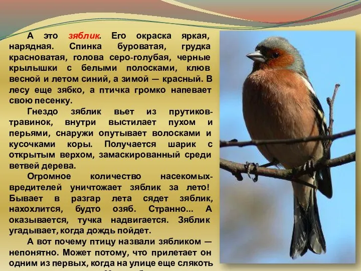 А это зяблик. Его окраска яркая, нарядная. Спинка буроватая, грудка красноватая,