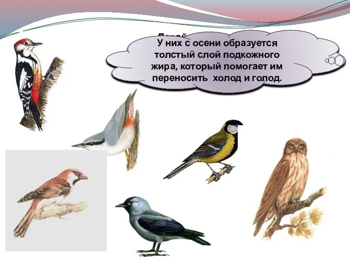 Давайте познакомимся с птицами, которые осенью никуда не улетают, зимуют в