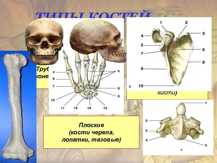 ТИПЫ КОСТЕЙ Трубчатые (конечности) Губчатые кости (тела позвонков, грудина, кости стопы,