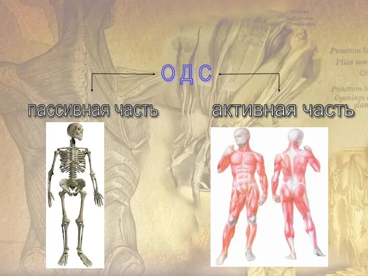 О Д С пассивная часть активная часть
