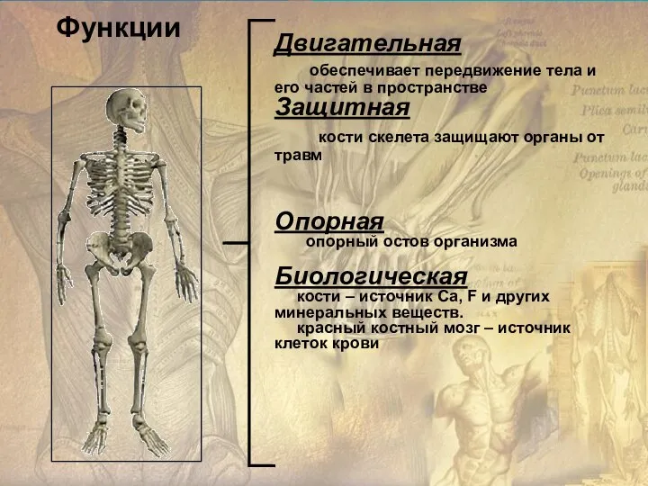 Двигательная обеспечивает передвижение тела и его частей в пространстве Защитная кости